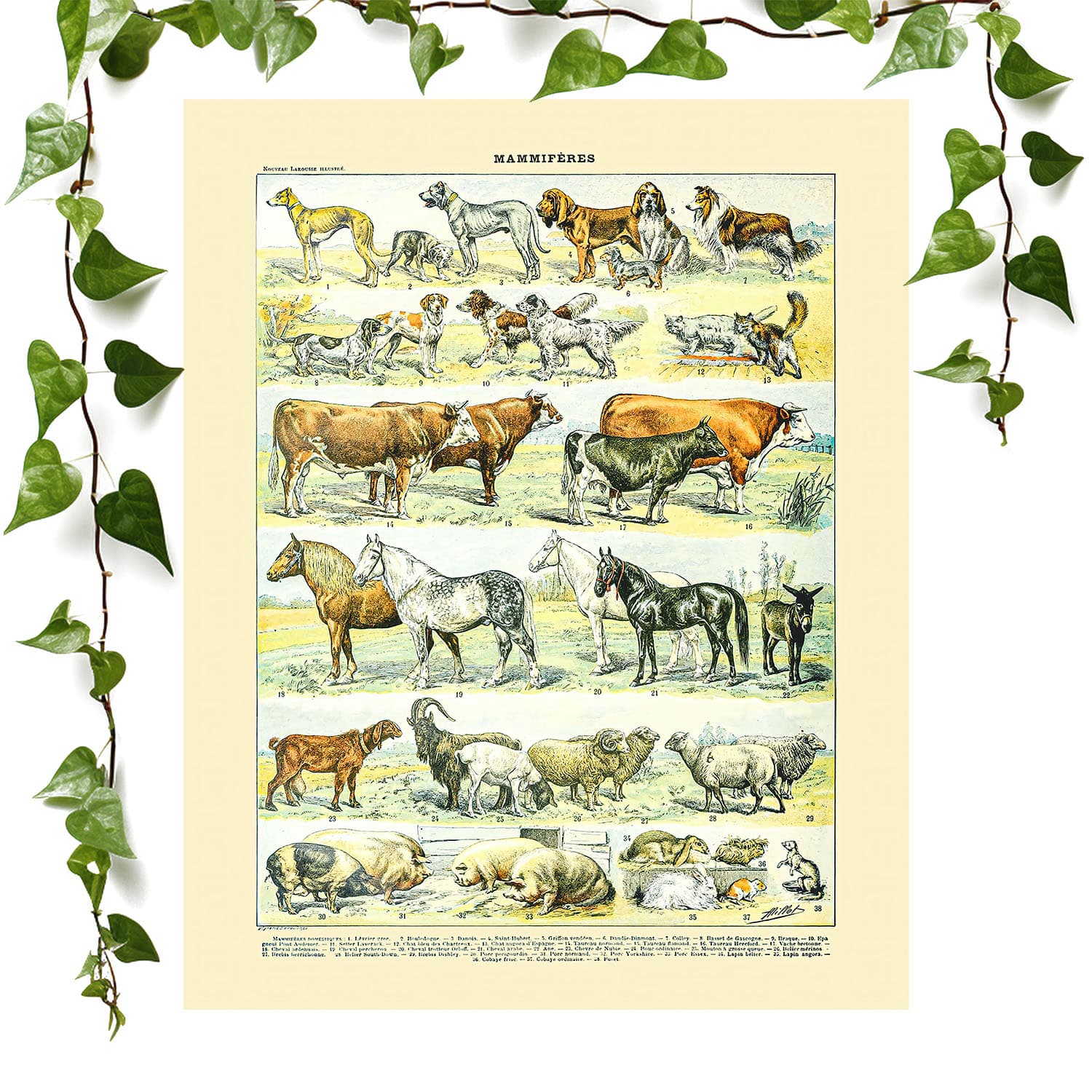 Wild Animals Art Print | Farm Animal Chart | Vintage Wall Art