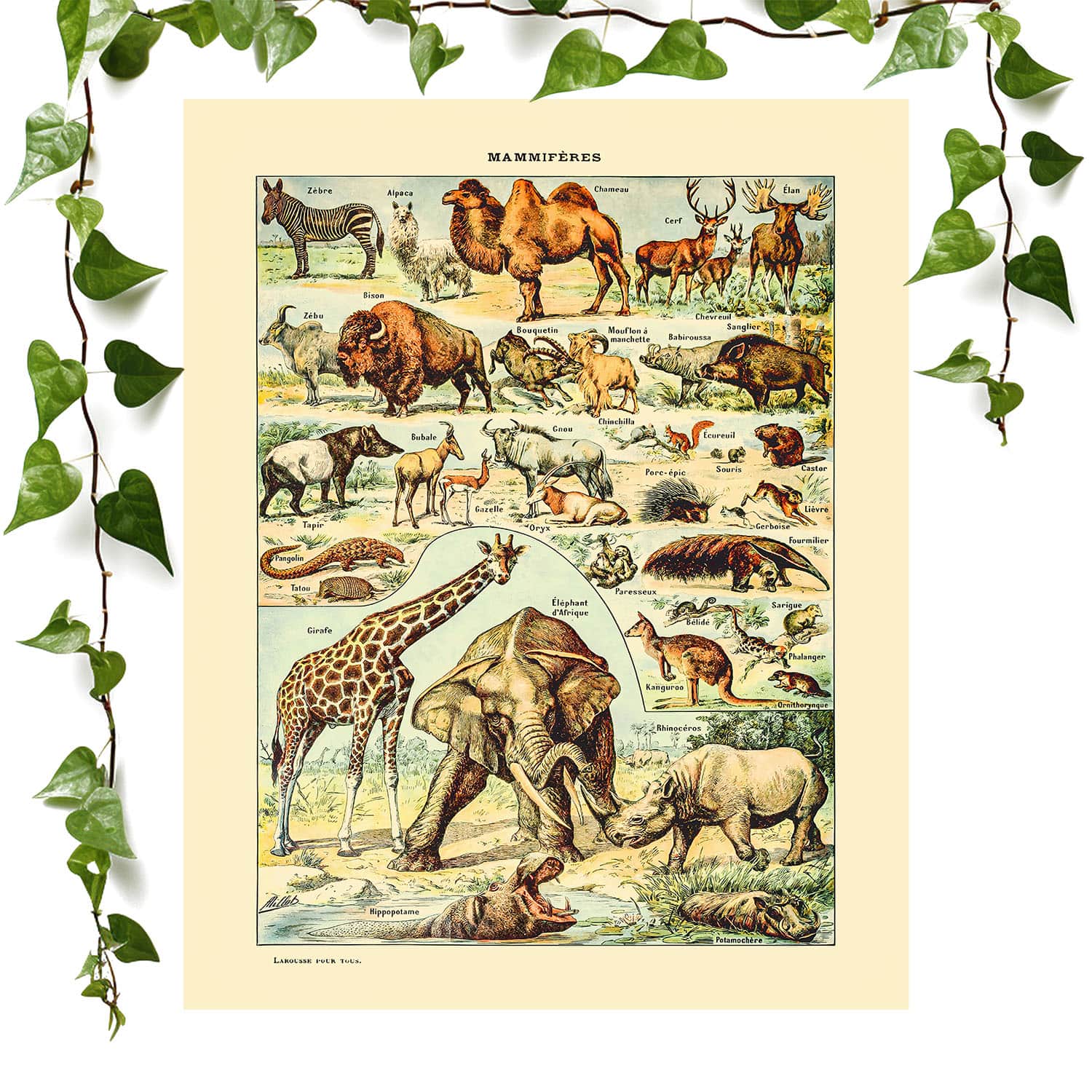 Wild Animals art print safari animal chart, vintage wall art room decor