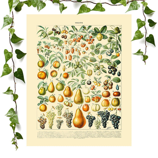 All Sorts of Fruits art print fruits chart vintage wall art