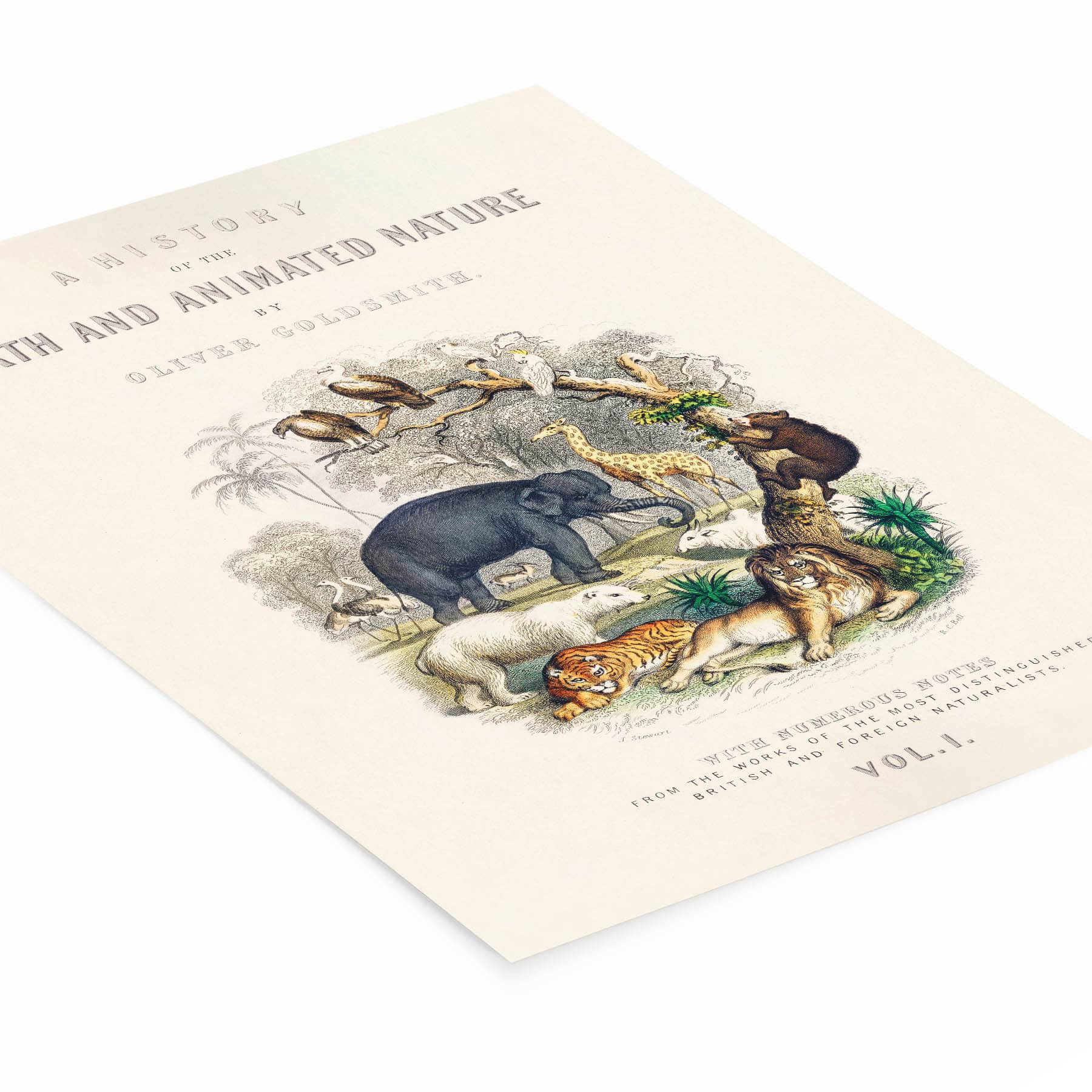 Wild Animal Book Cover Drawing Laying Flat on a White Background