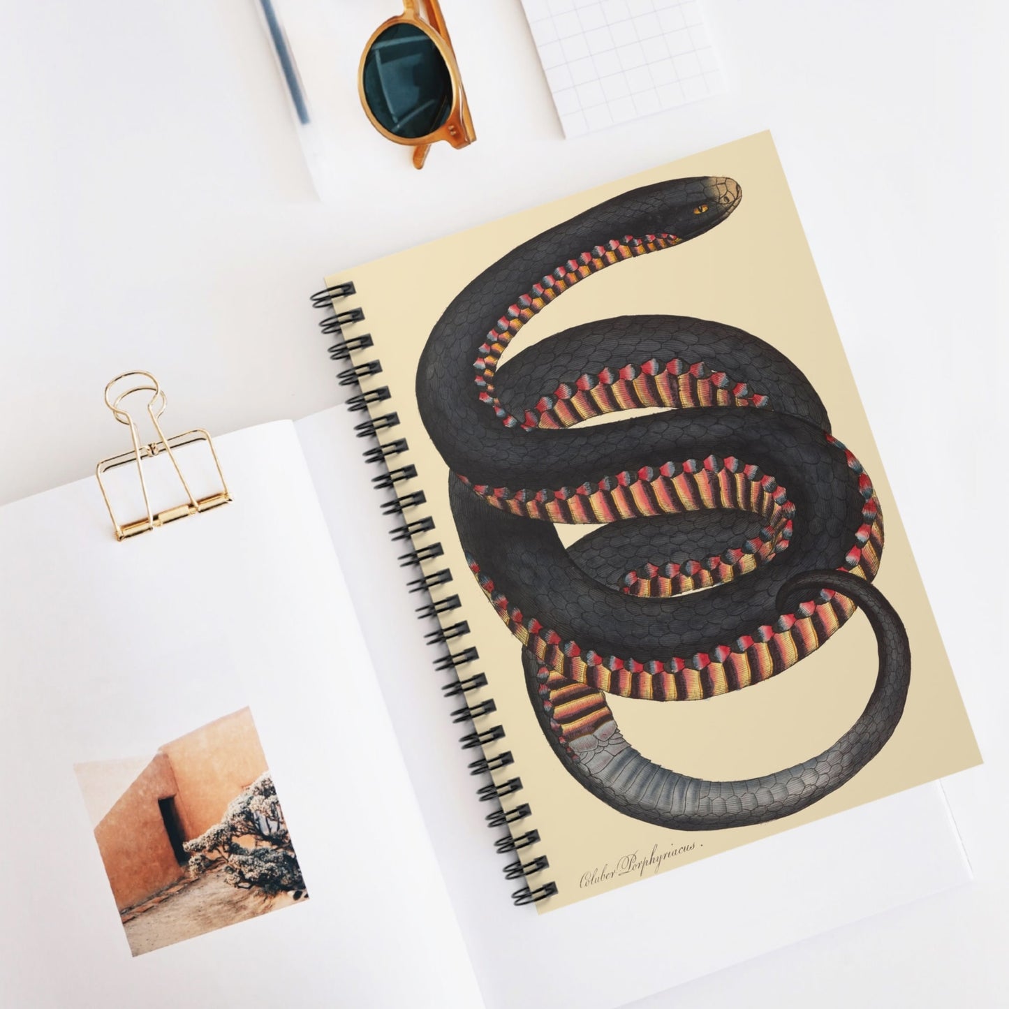 Big Snake Spiral Notebook Displayed on Desk