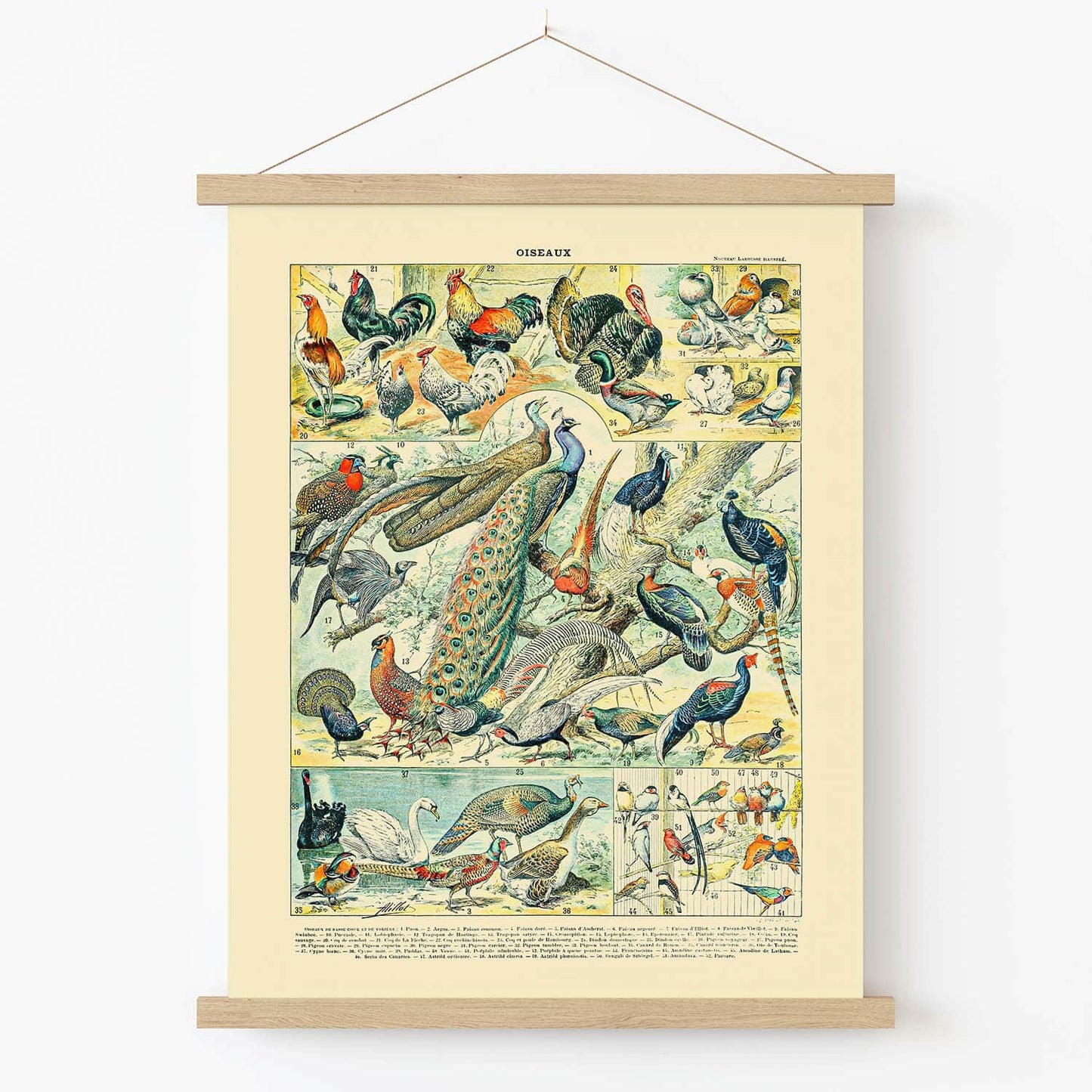 Wild Birds Art Print in Wood Hanger Frame on Wall