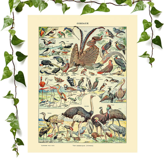 Collection of Birds art print wild bird chart, vintage wall art room decor