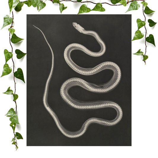 Black and White Snake art prints featuring a snake x-ray, vintage wall art room decor