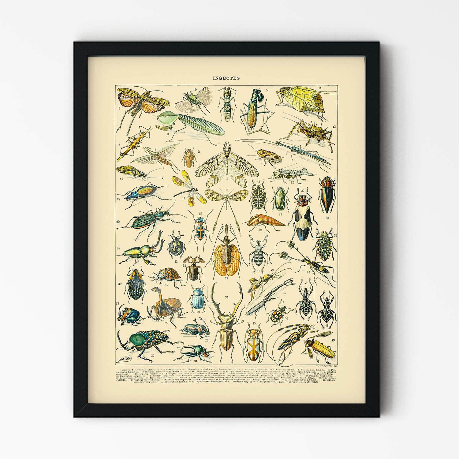 Insect Identification Painting in Black Picture Frame