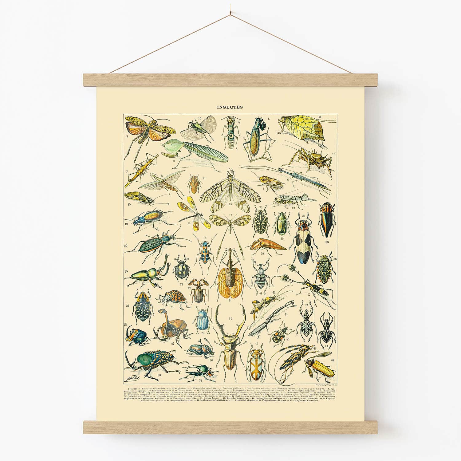 Insect Identification Art Print in Wood Hanger Frame on Wall