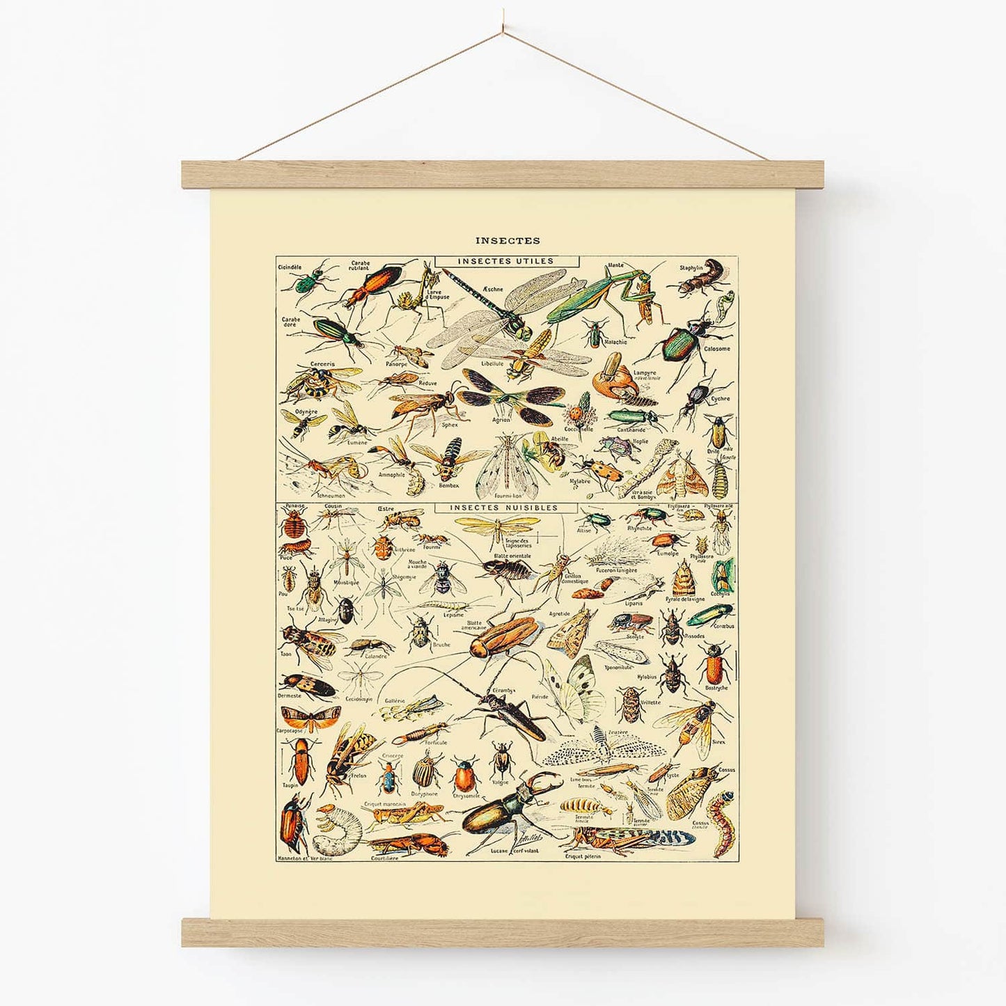 Insect Identification Art Print in Wood Hanger Frame on Wall