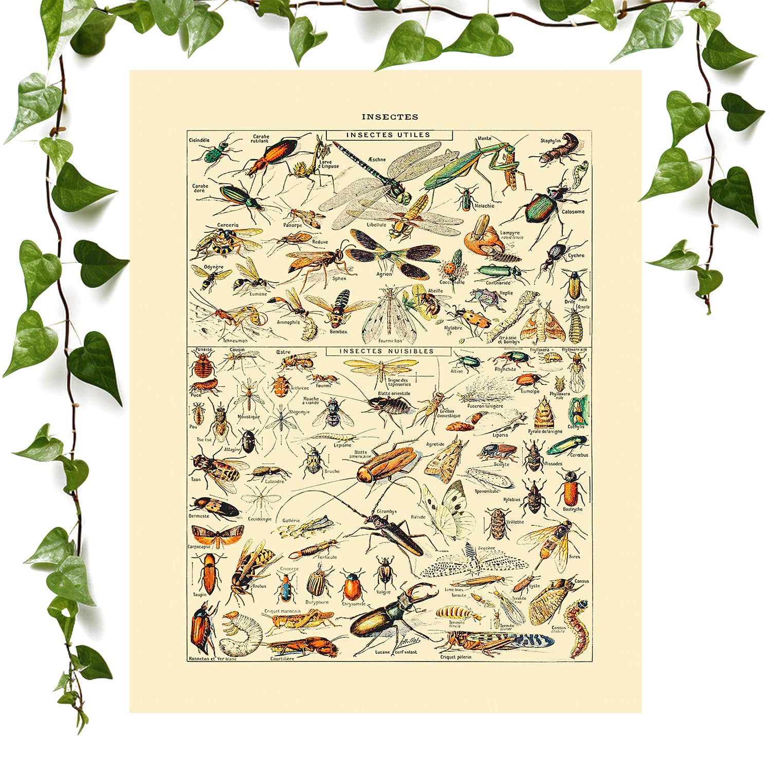 Bugs and Insects art prints featuring a insect identification, vintage wall art room decor