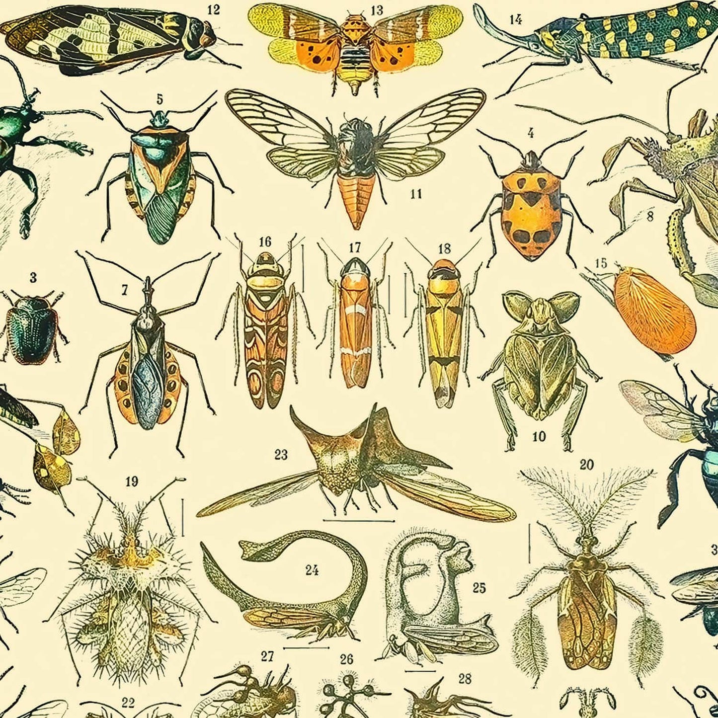 Bugs and Insects Art Print | Science Drawing | Vintage Wall Art