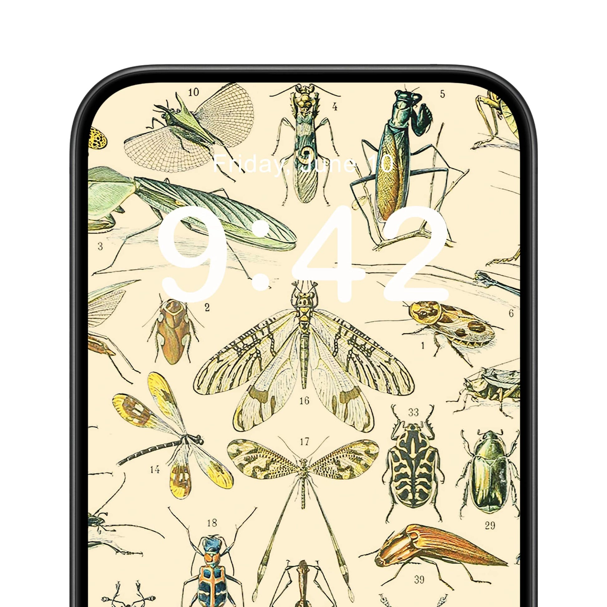 Bugs and Insects Phone Wallpaper Close Up