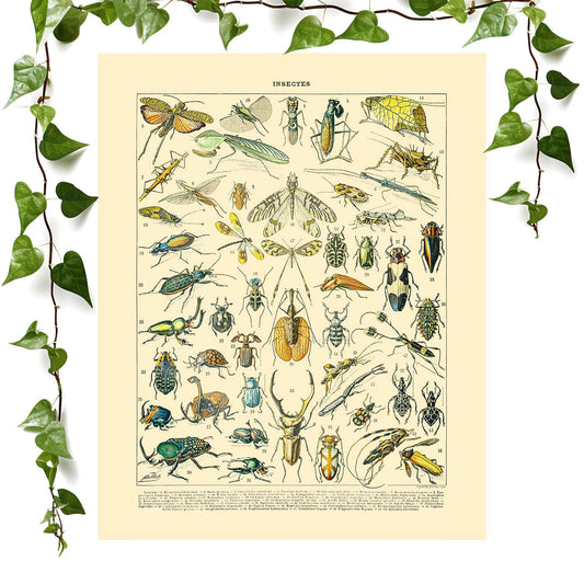 Bugs and Insects art prints featuring a science chart, vintage wall art room decor