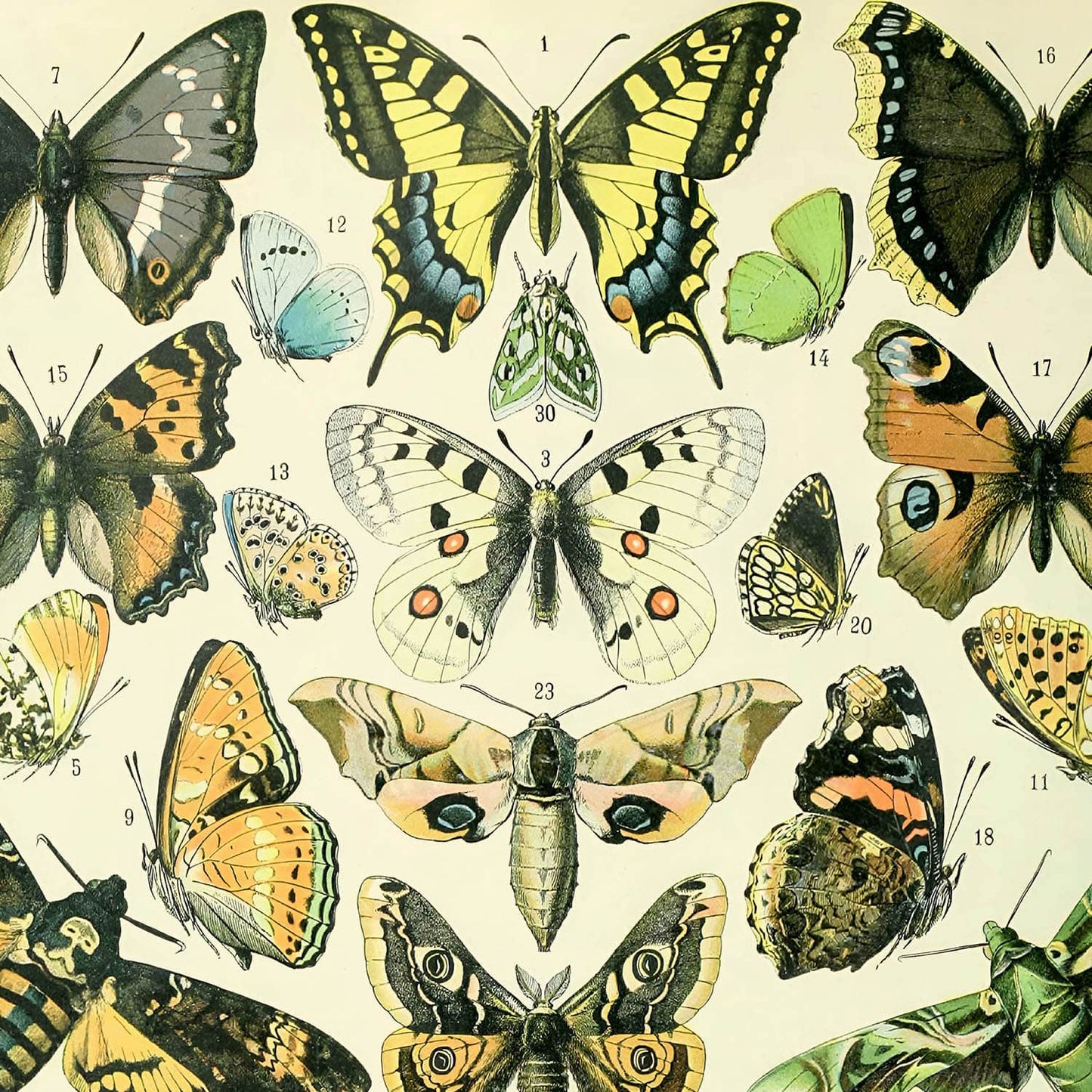 Monarch Butterfly Art Print Close Up Detail Shot 2