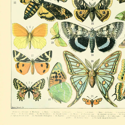Monarch Butterfly Art Print Close Up Detail Shot