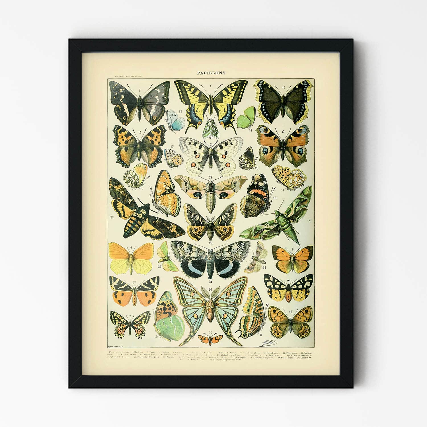Monarch Butterfly Art Print in Black Picture Frame