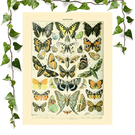Adolphe Millot's butterflies art print featuring Papillions, ideal for vintage wall art.