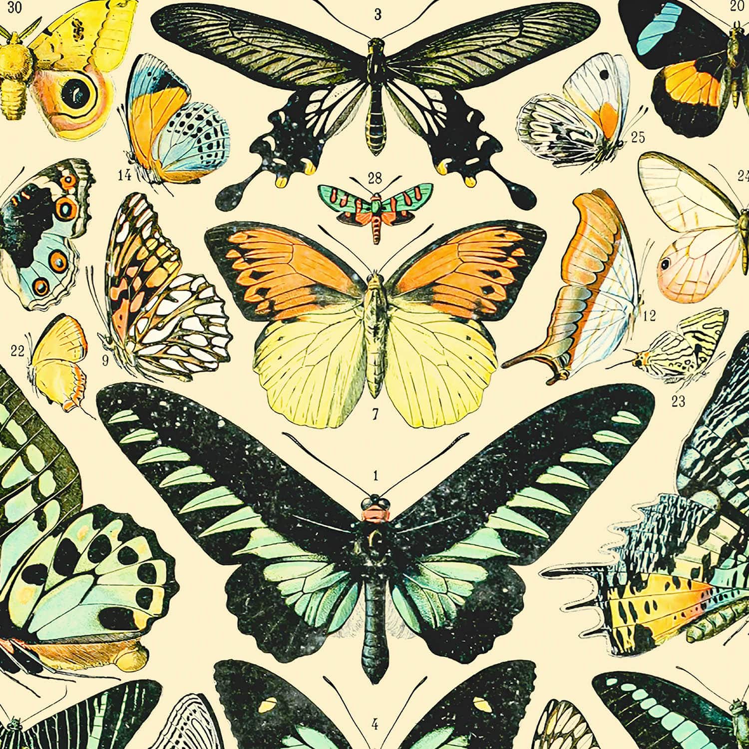 Butterflies and Moths Art Print Close Up Detail Shot 2