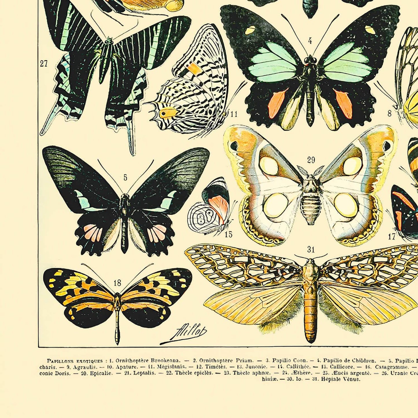 Butterflies and Moths Art Print Close Up Detail Shot