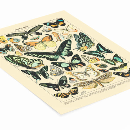 Butterflies and Moths Art Print Laying Flat on a White Background