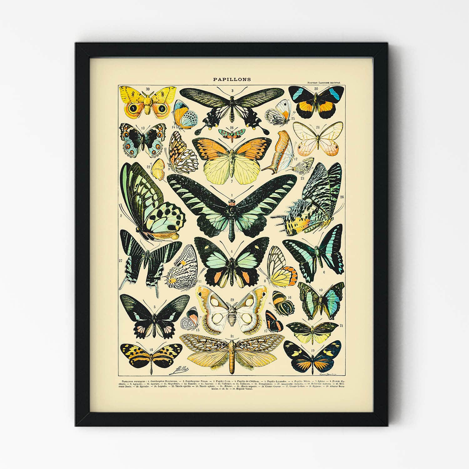 Butterflies and Moths Art Print in Black Picture Frame