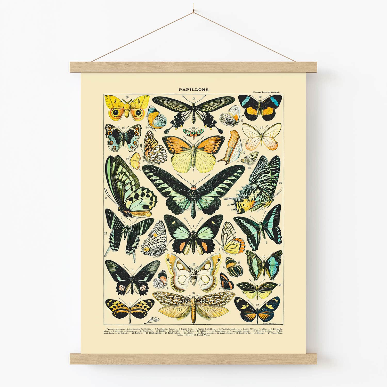 Butterflies and Moths Art Print in Wood Hanger Frame on Wall