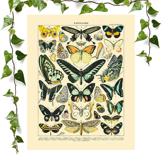 Butterflies and Moths art prints featuring a cottagecore decor, vintage wall art room decor