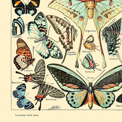 Butterfly Art Print Close Up Detail Shot Lower Left Corner