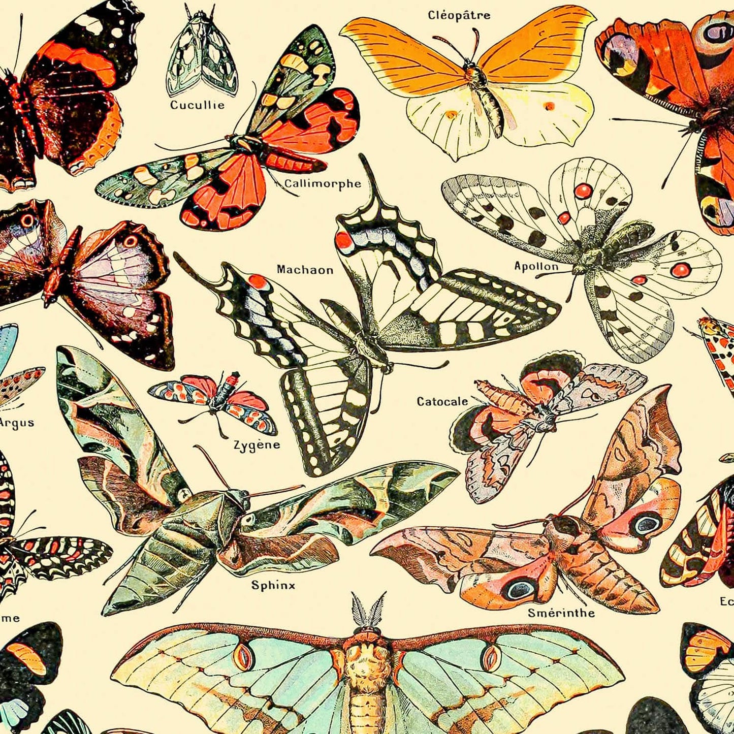 Butterfly Art Print Close Up Detail Shot