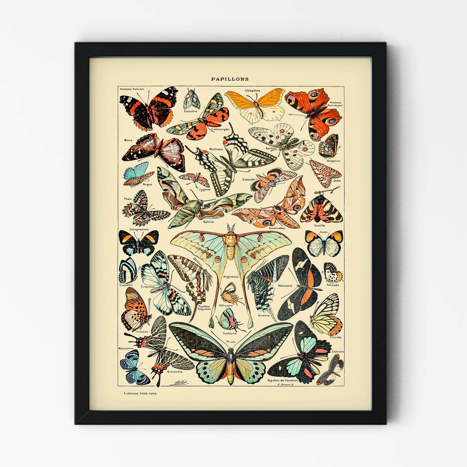 Butterfly Art Print in Black Picture Frame