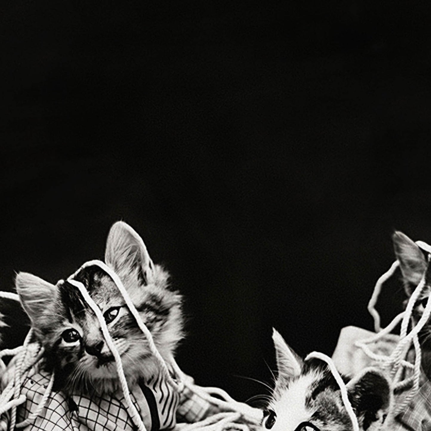 Cats Tangled in Yarn Art Print Close Up Detail Shot 2