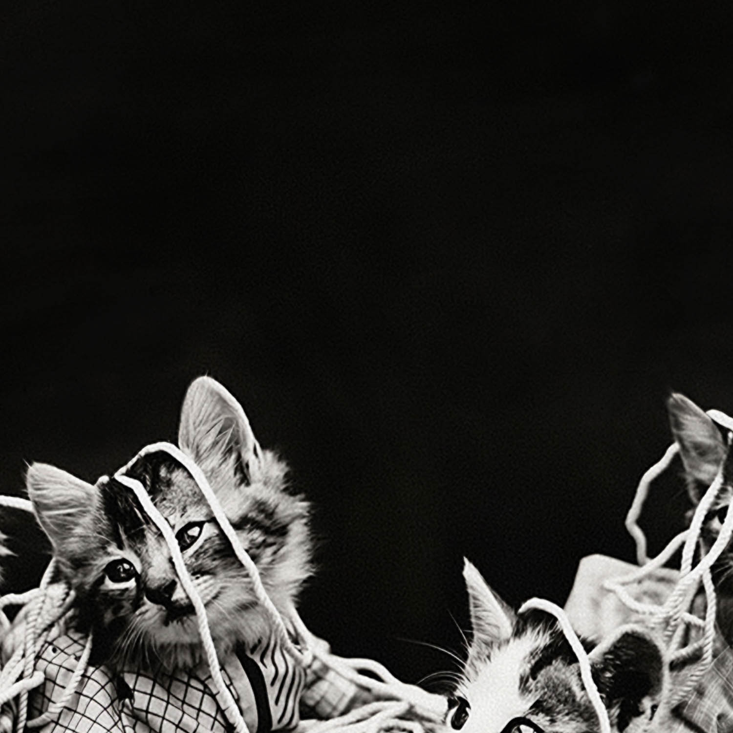 Cats Tangled in Yarn Art Print Close Up Detail Shot 2