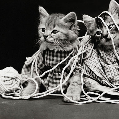 Cats Tangled in Yarn Art Print Close Up Detail Shot