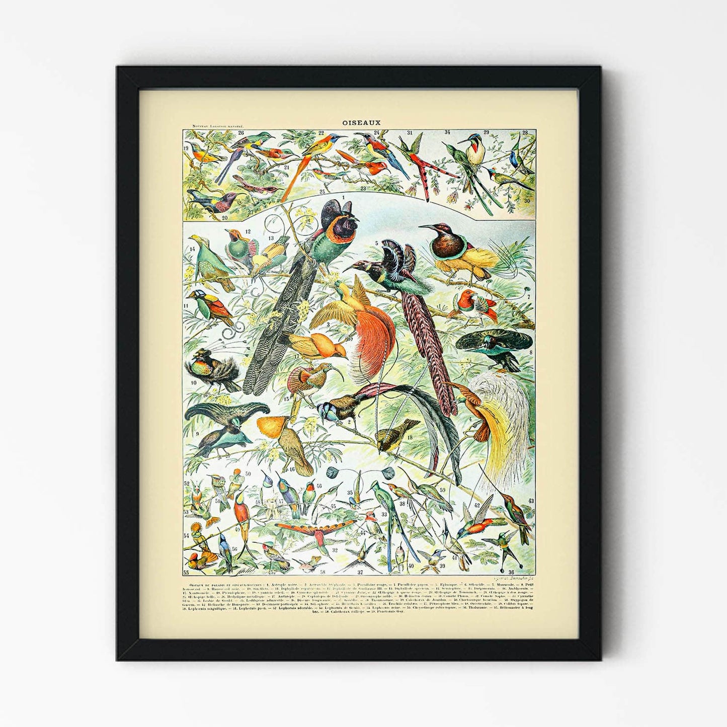 Exotic Tropical Birds Painting in Black Picture Frame