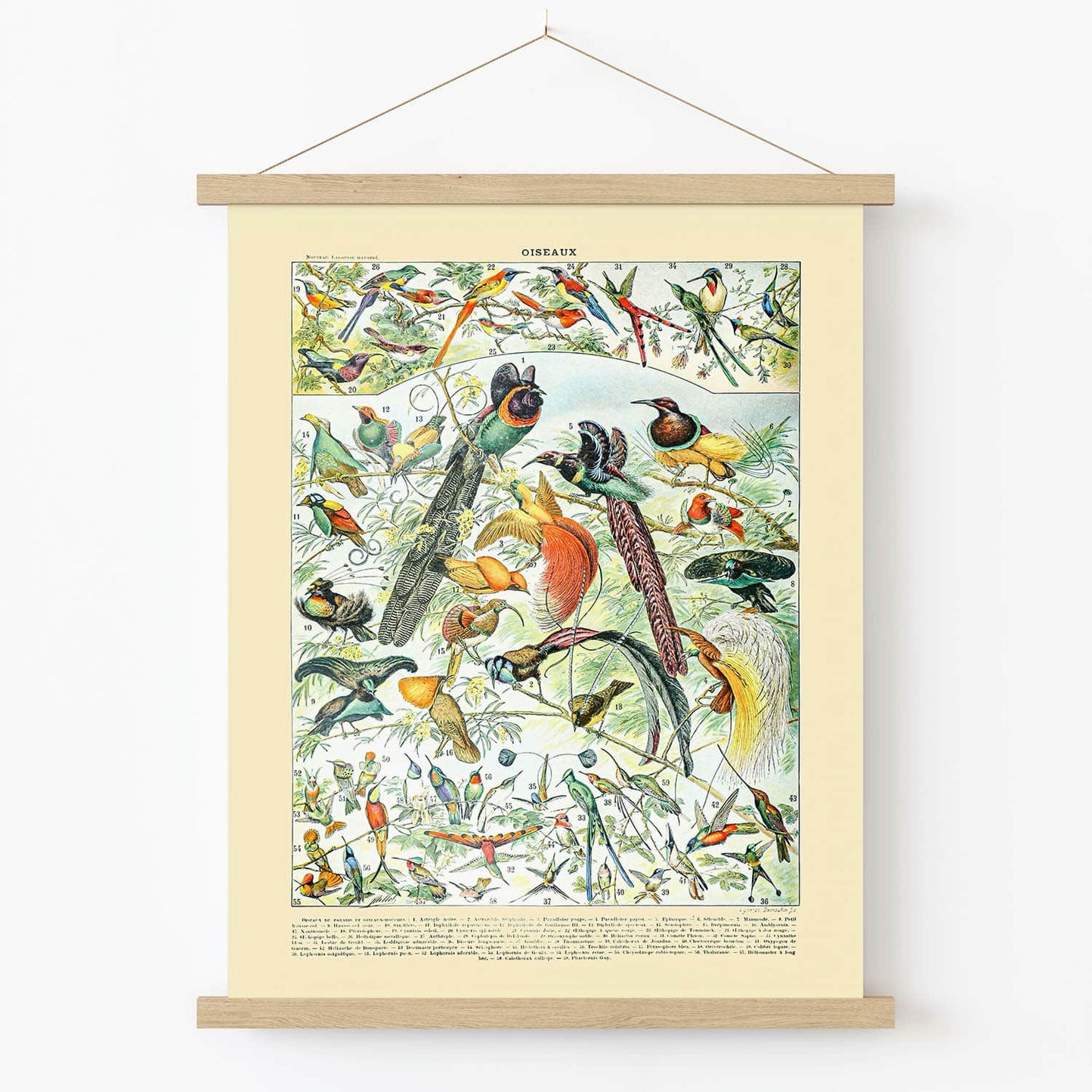 Exotic Tropical Birds Art Print in Wood Hanger Frame on Wall