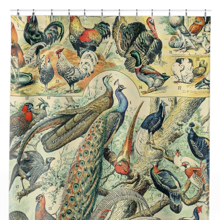 Collection of Birds Shower Curtain Close Up, Science Shower Curtains