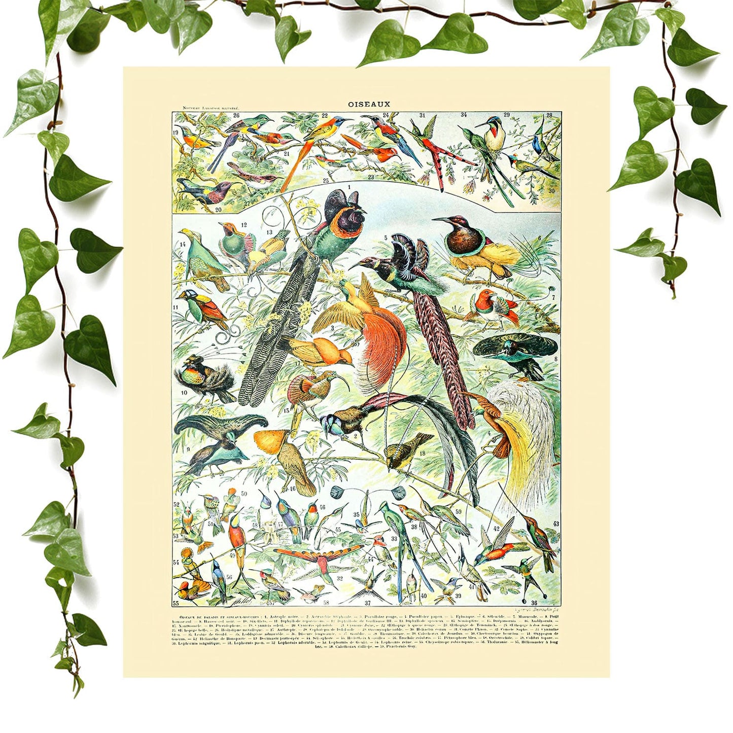 Collection of Birds art print tropical bird chart, vintage wall art room decor