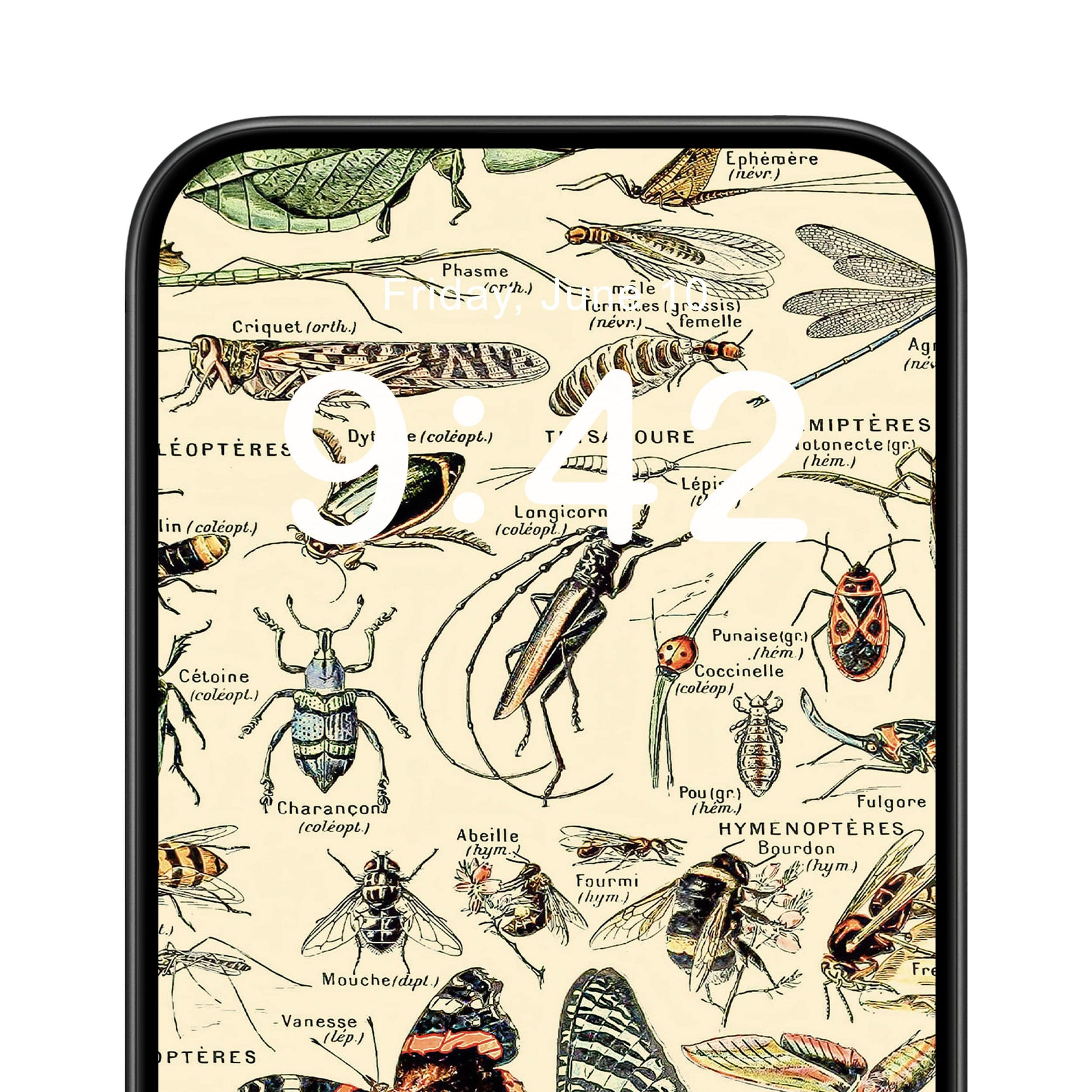 Cool Insect Phone Wallpaper Close Up