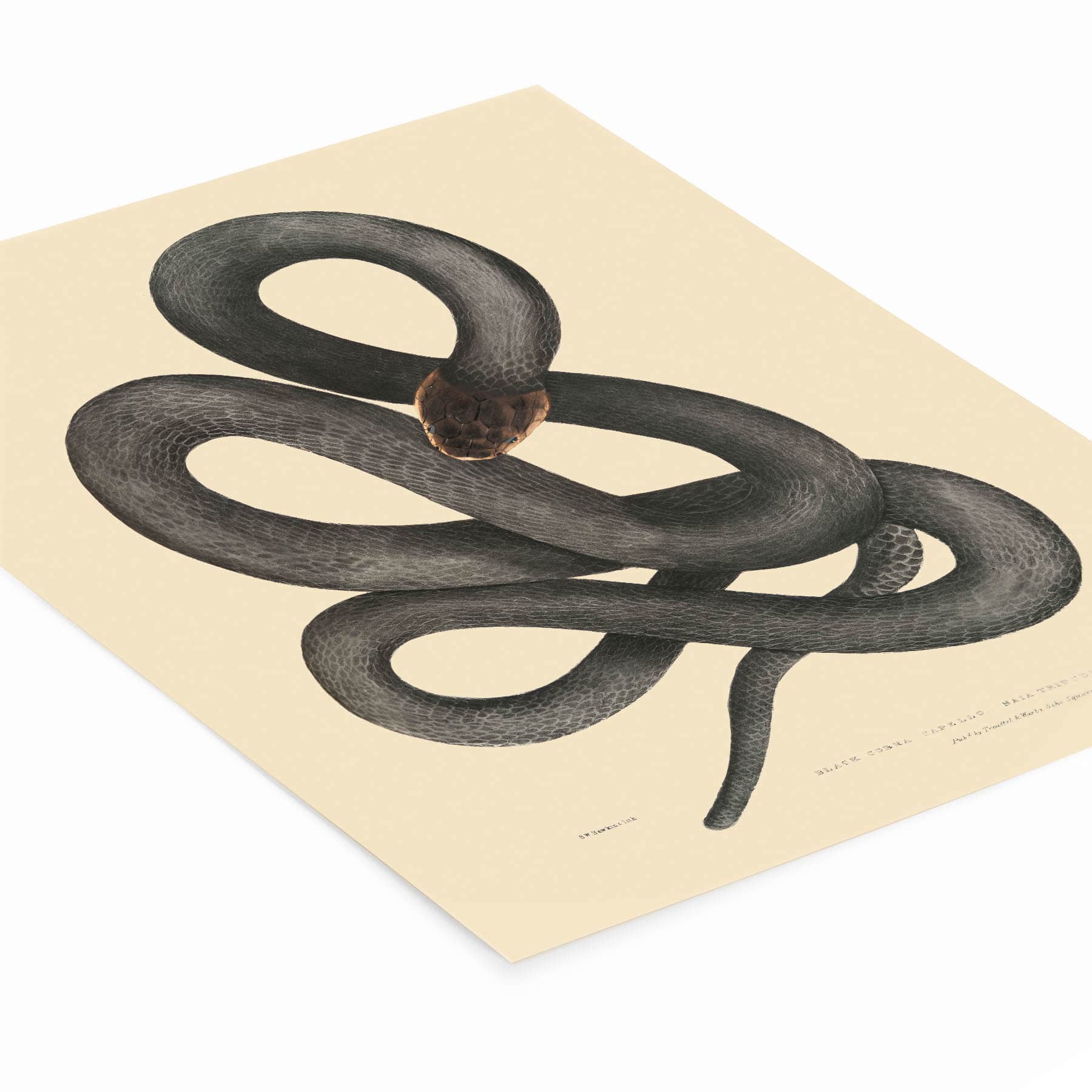 Cool Snake Art Print Laying Flat on a White Background