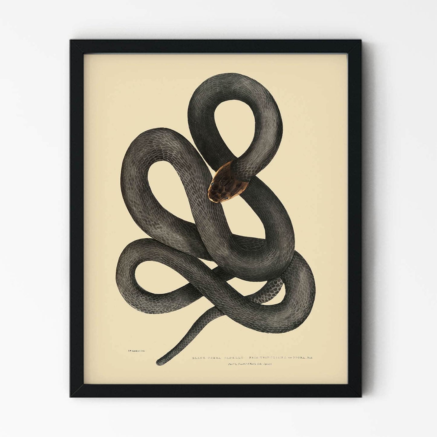Cool Snake Art Print in Black Picture Frame