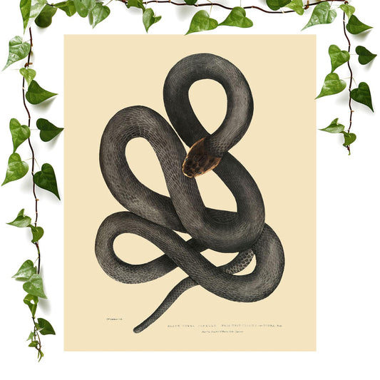 Cool Snake art print black cobra capella, vintage wall art room decor