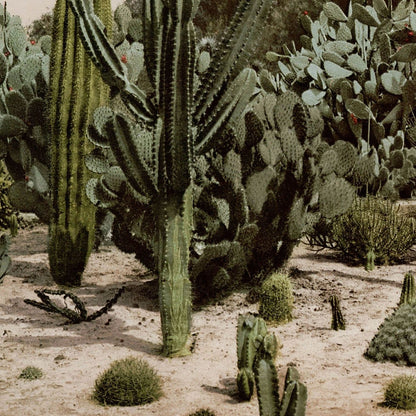 Desert Landscape Art Print Close Up Detail Shot