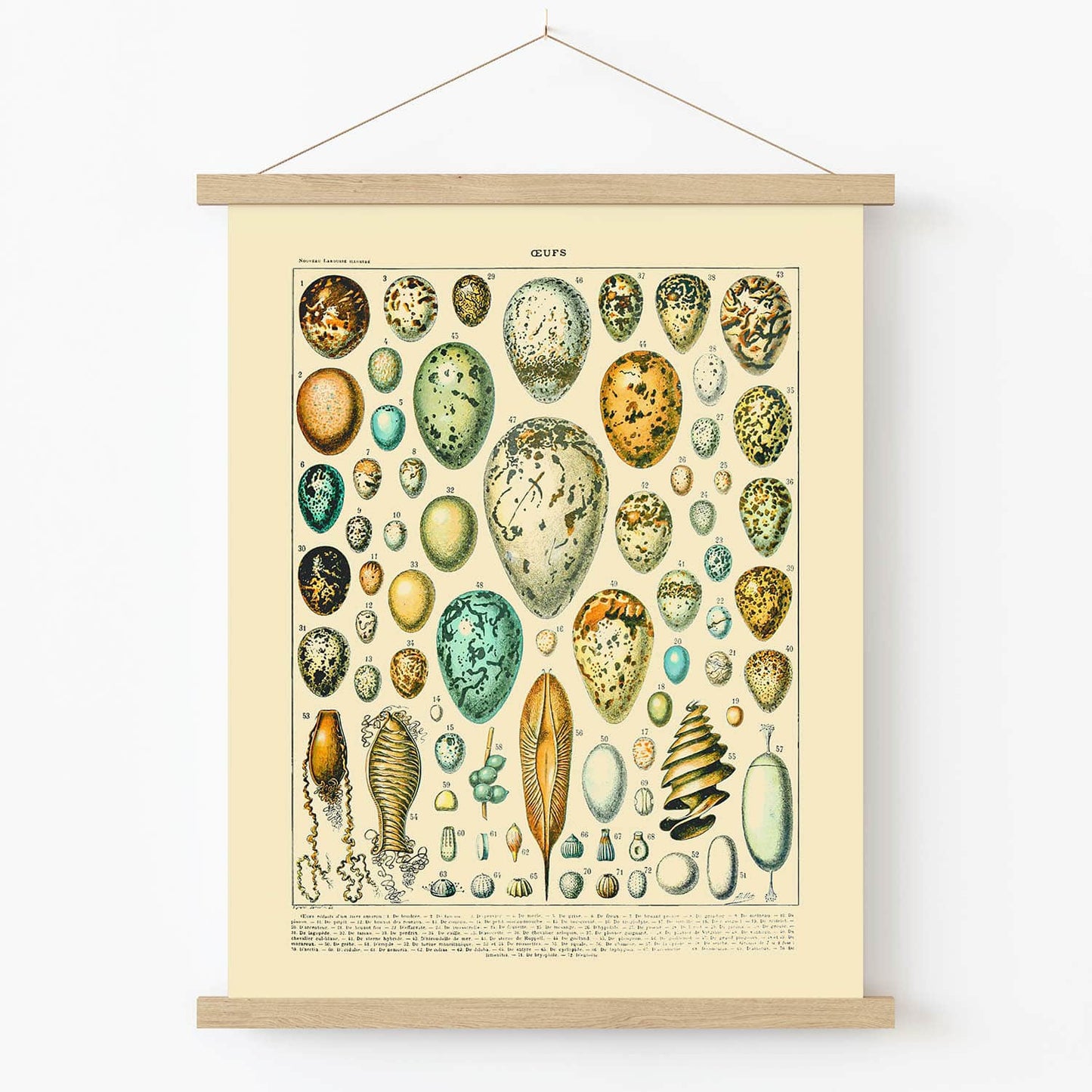 Vintage Egg Art Print in Wood Hanger Frame on Wall