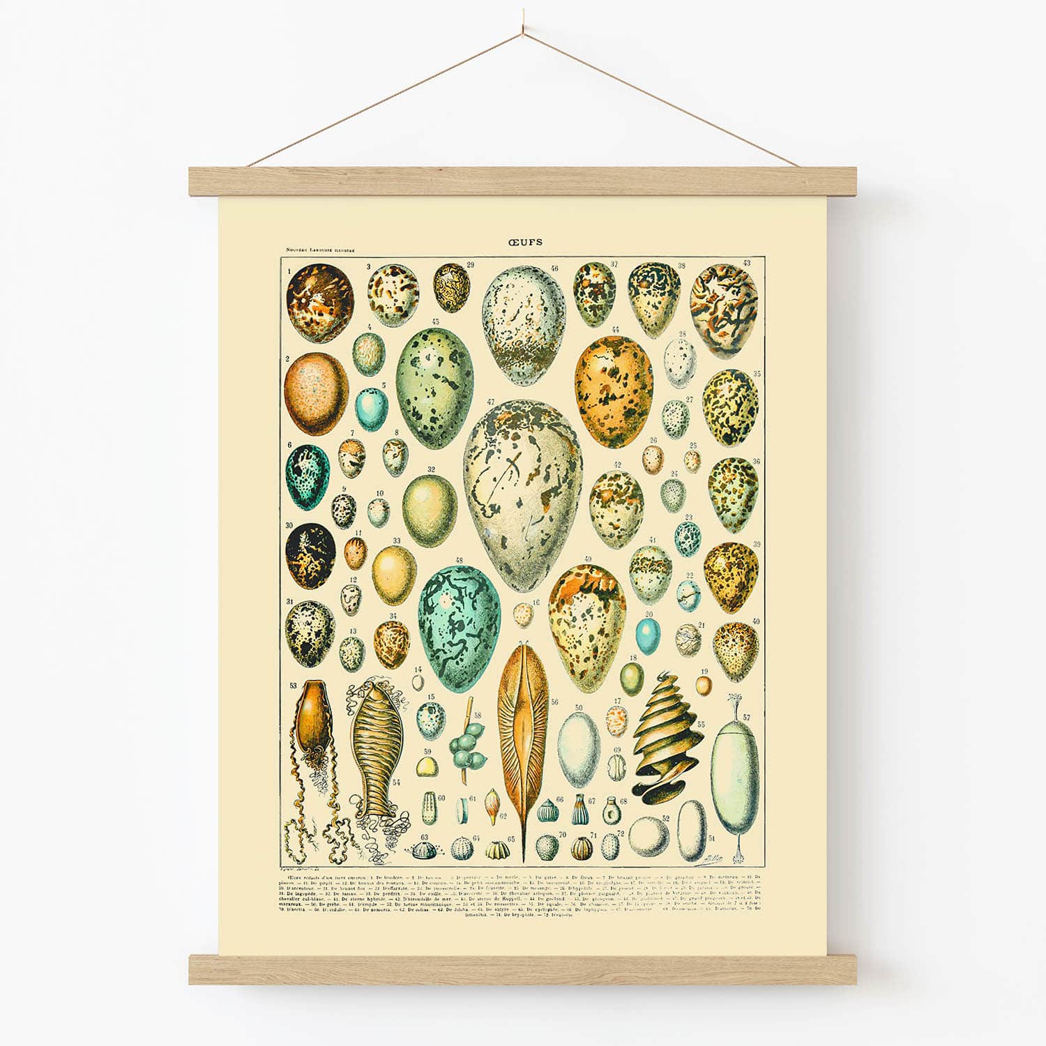 Vintage Egg Art Print in Wood Hanger Frame on Wall