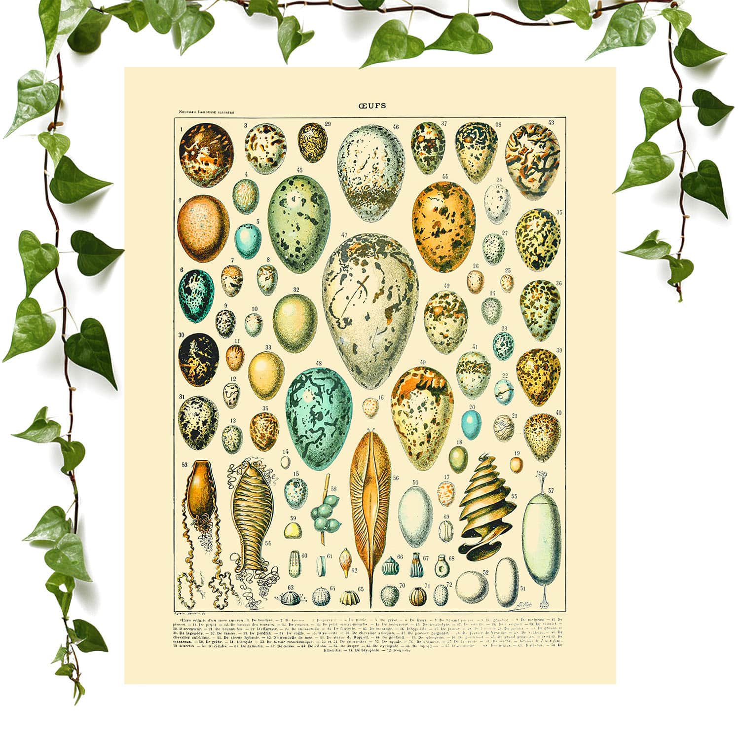 Eggs art print vintage egg chart vintage wall art