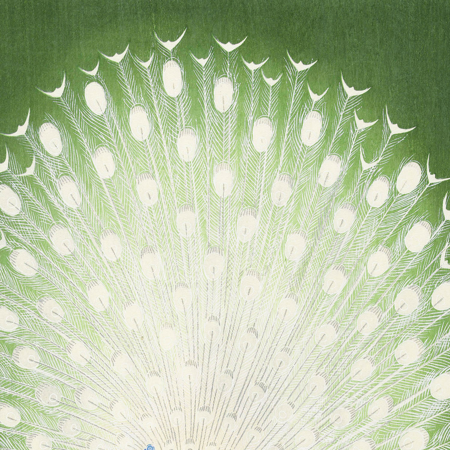 Emerald Green and White Peacock Art Print Close Up Detail Shot 2