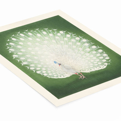 Emerald Green and White Peacock Art Print Laying Flat on a White Background