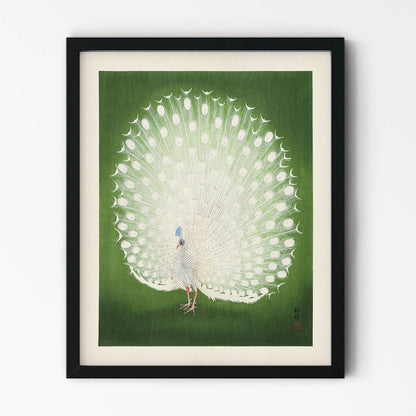 Emerald Green and White Peacock Art Print in Black Picture Frame