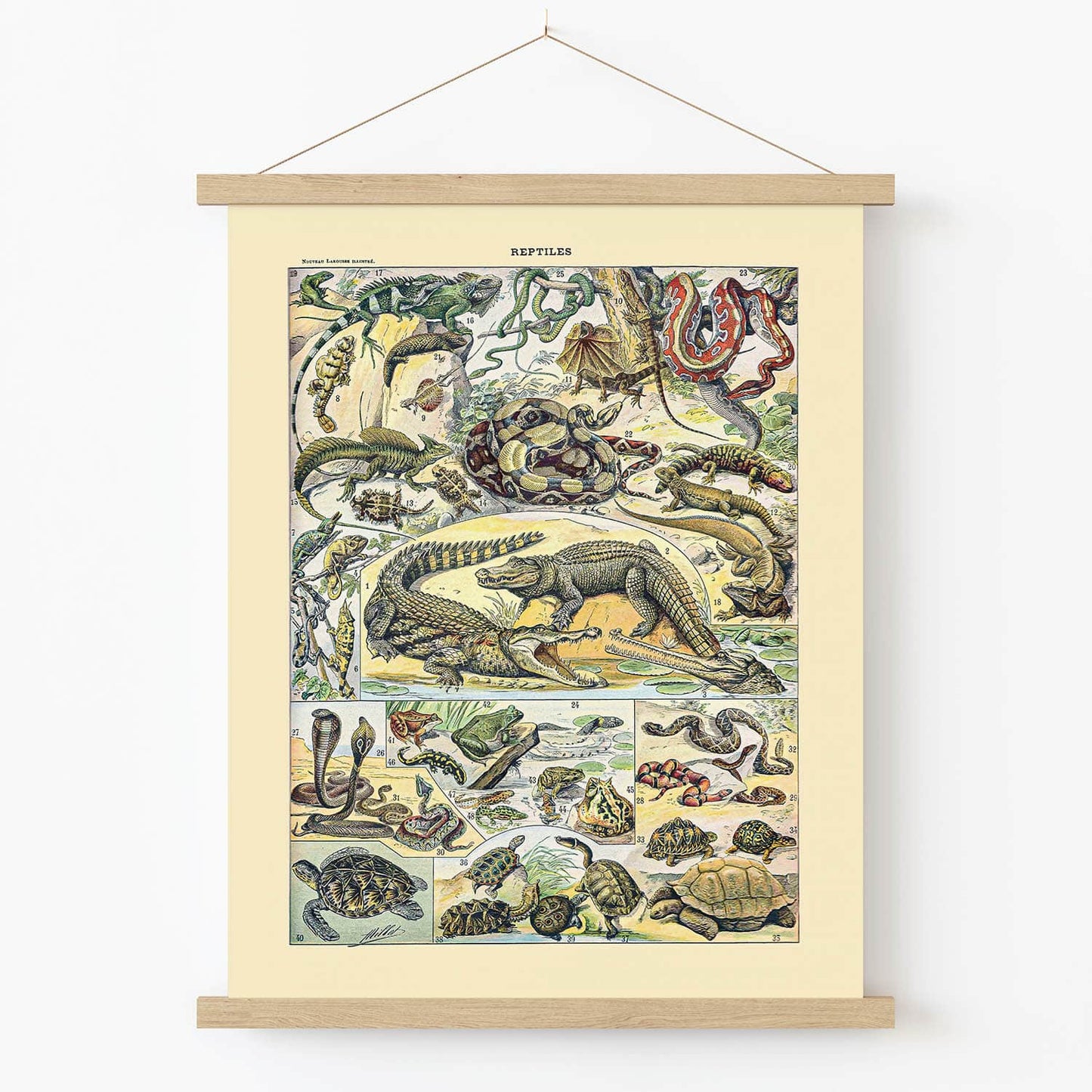 Wild Reptiles Art Print in Wood Hanger Frame on Wall