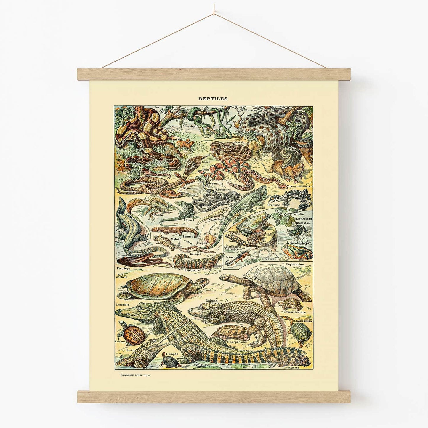 Wild Reptiles Art Print in Wood Hanger Frame on Wall