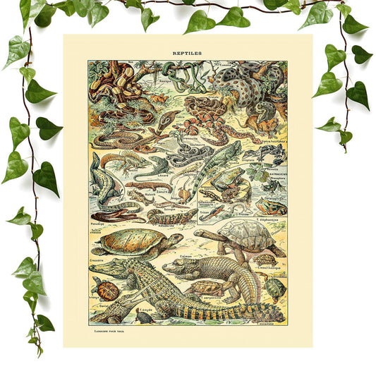Lizards and Snakes art prints featuring a reptile chart, vintage wall art room decor