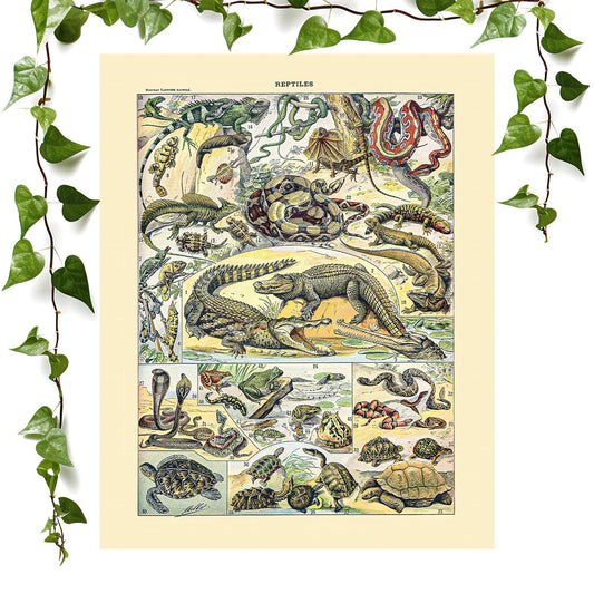 Reptile Chart art print featuring exotic animals, vintage wall art room decor